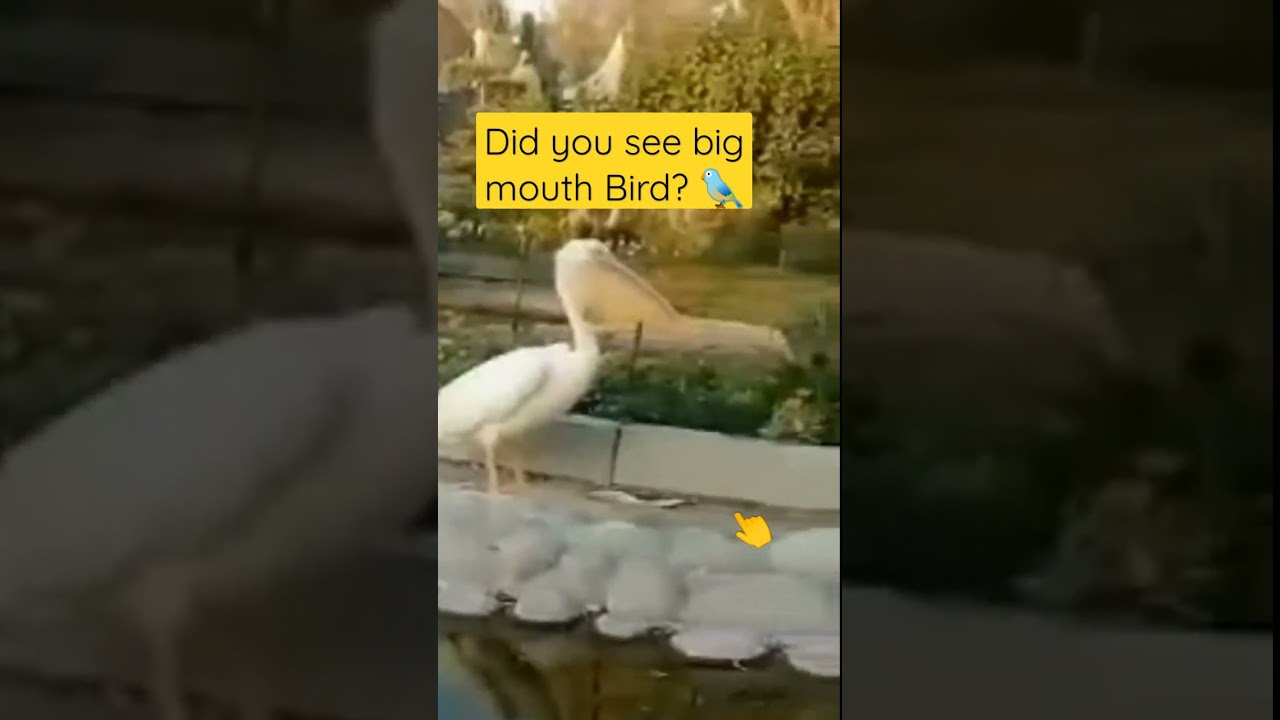 Did you see big mouth Bird 🐦?