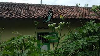 MyKeboonAnimal : Blue Butterfly atau kupu-kupu biru 🦋💙