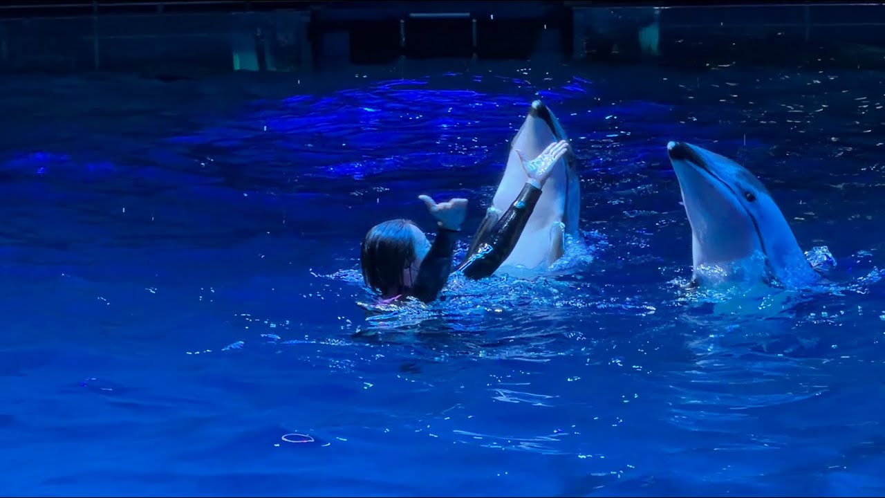 【Maxell Aqua Park Shinagawa】マクセルアクアパーク品川 ナイトver. イルカショー アトラクション 