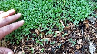 Quick Check In! Cover Crops, Worm Bin, Merritt Collards...