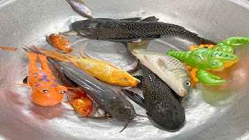 Kem Chanel ra bờ ao kéo vó, bắt con cá ở ống nước thần kì ra cá chép, cá vàng, cá trê, cá mập, cá rô