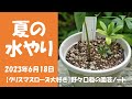 2023.6.18 夏の水やり