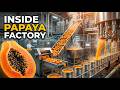 This Is How Canned Papaya Is Made!
