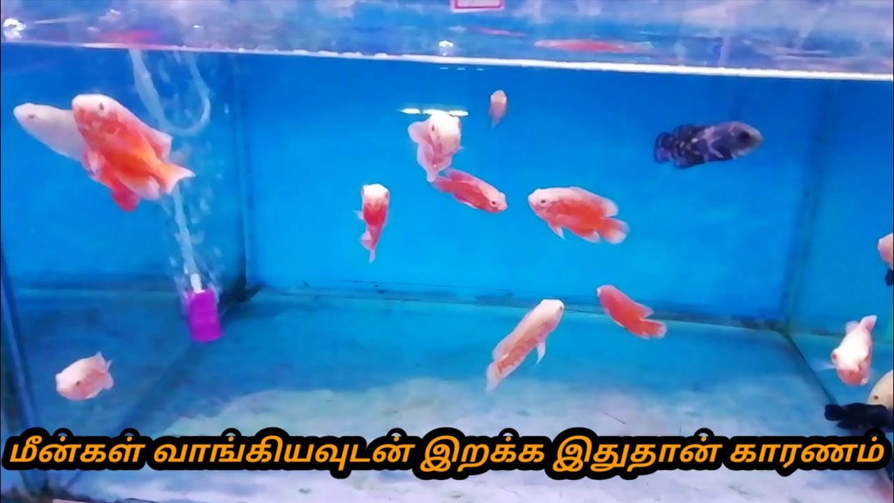 மீன்கள் வாங்கியவுடன் இறக்க இதுதான் காரணம்Aquarium Fish Death Reason