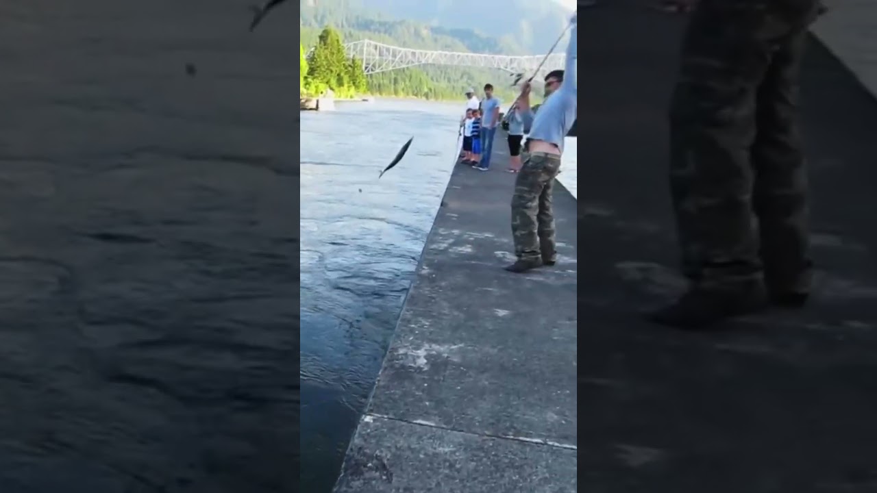 Shad fishing 🎣  Bonneville dam shad fishing 🦈 catching fish 🎣 ￼