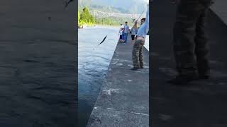 Shad fishing 🎣  Bonneville dam shad fishing 🦈 catching fish 🎣 ￼