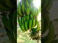 Banana 🍌😱😱 #banana #fruit #shorts #shortvideo #gardening #viral