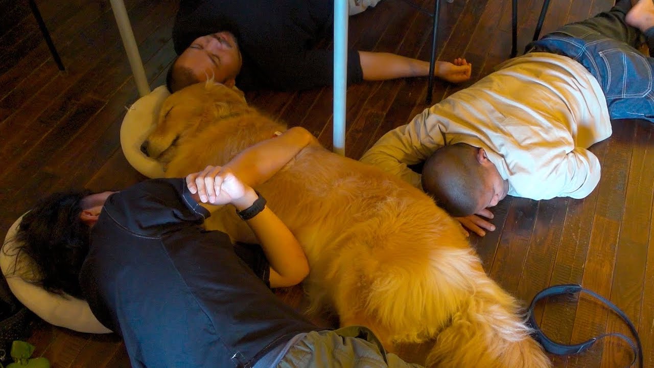 【鎌倉】一人っ子最後記念旅行で最高の思い出が出来た愛犬