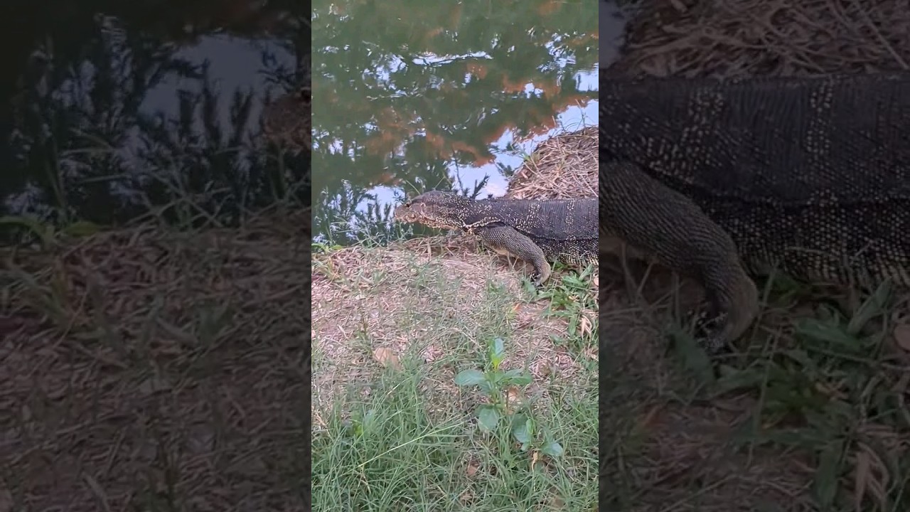 Huge lizard in Lumpini park in Bangkok, Thailand