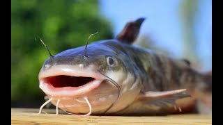 DAY 113 | ULTIMATE ROYAL PUBG MOBILE