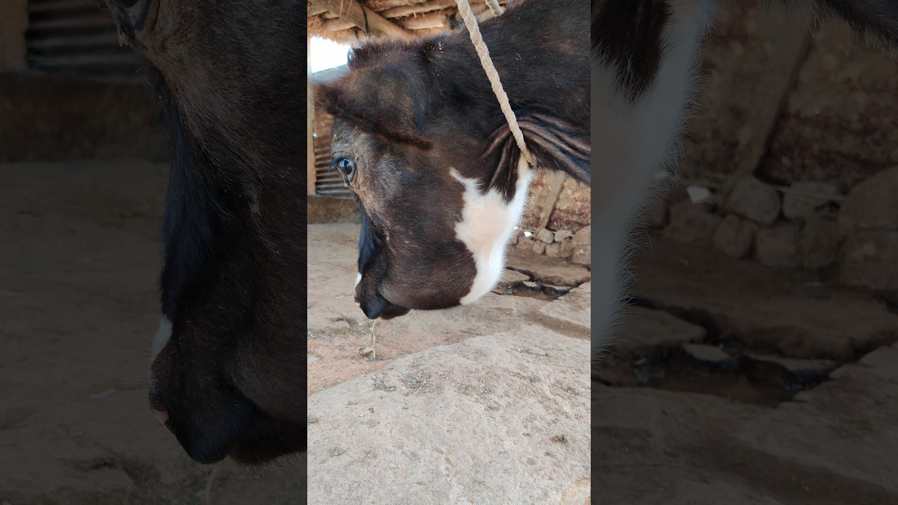 Hard Mandibular swelling 🤔 in Calf 🐄 