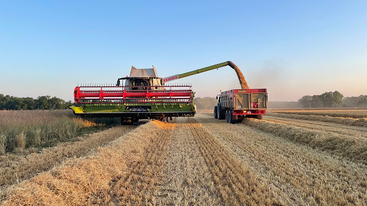 On attaque les moissons couillon !!!! (Orge, colza) #valtra #claas #lexion #harvest #perard
