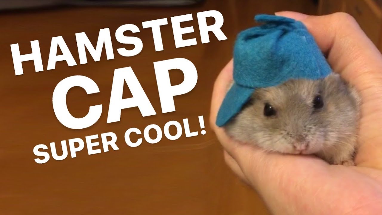 hamster hats