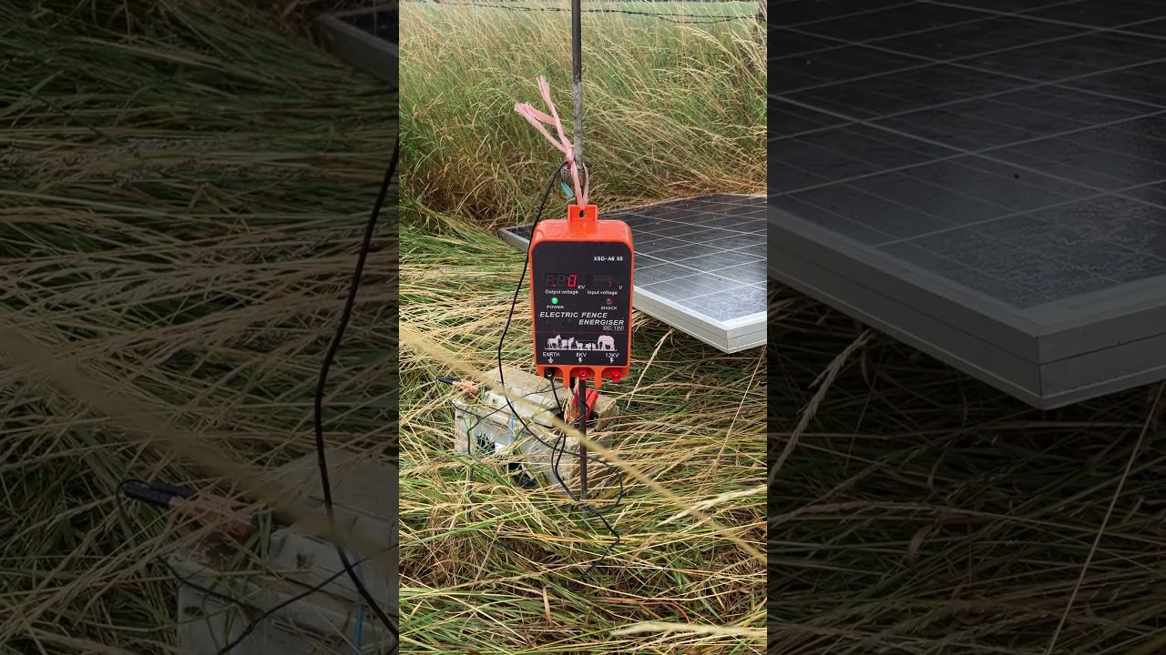 Goats are still in amazing energiser. 