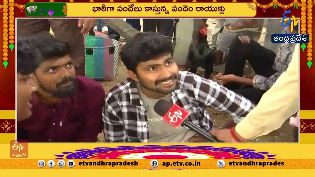 పెద్దపులిపాకలో కోడిపందేల బరుల వద్ద సందడి | Cockfight Arena Buzzes with Activity at Pedapulipaka