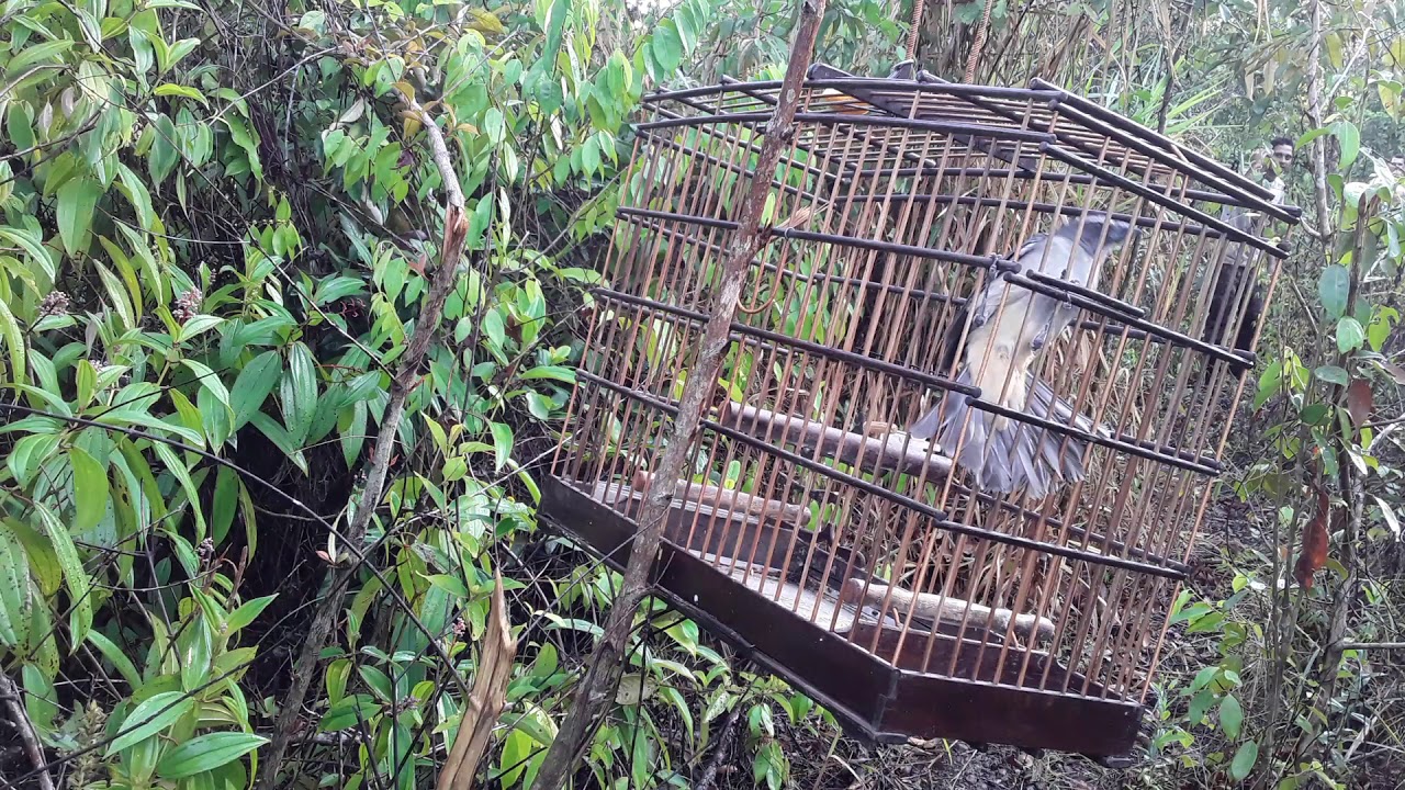 Trinca ferro sirigueijo#4.20✌