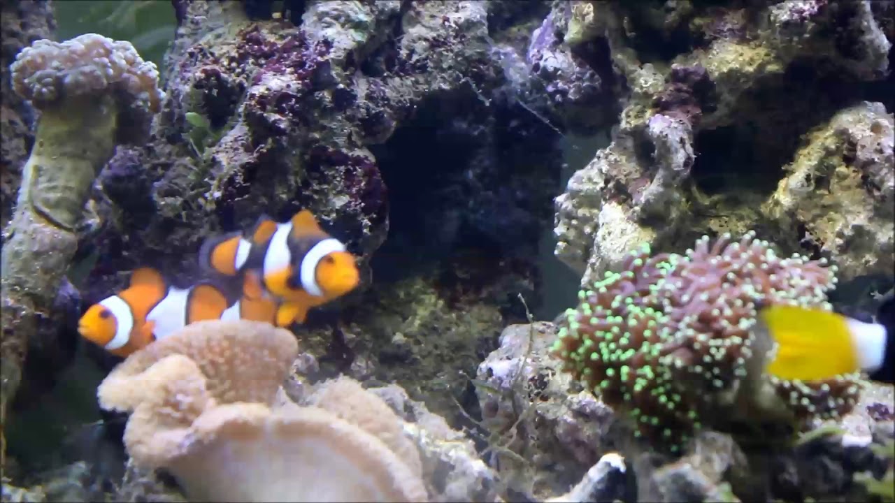 camera iphone 8 plus apk Amphiprion percula西巴布亞全黑邊Percula clownfish