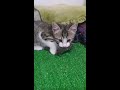 angry baby cat catching mouse #angry #pets #cat