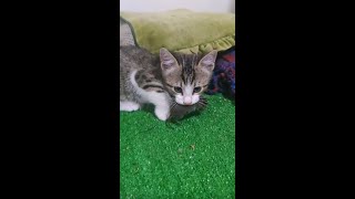 angry baby cat catching mouse #angry #pets #cat