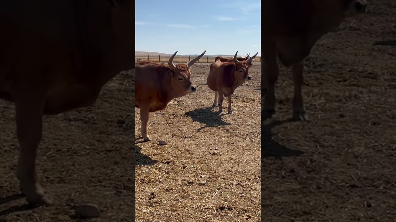 Nuestros bueyes cachenos, unos animales serios y espectaculares.