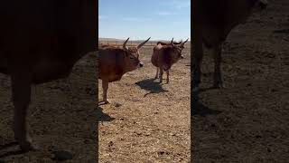 Nuestros bueyes cachenos, unos animales serios y espectaculares.