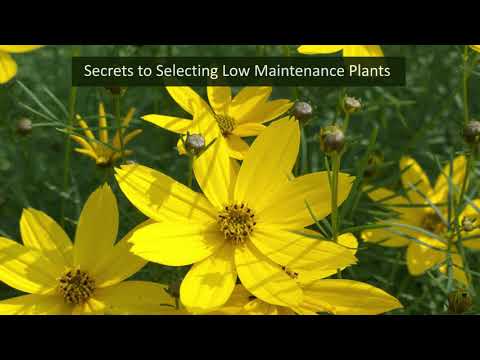 Video: Hemmeligheter Ved å Velge Planter Til En Blomsterhage