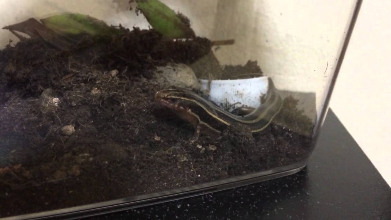 Feeding my pet lizard YouTube