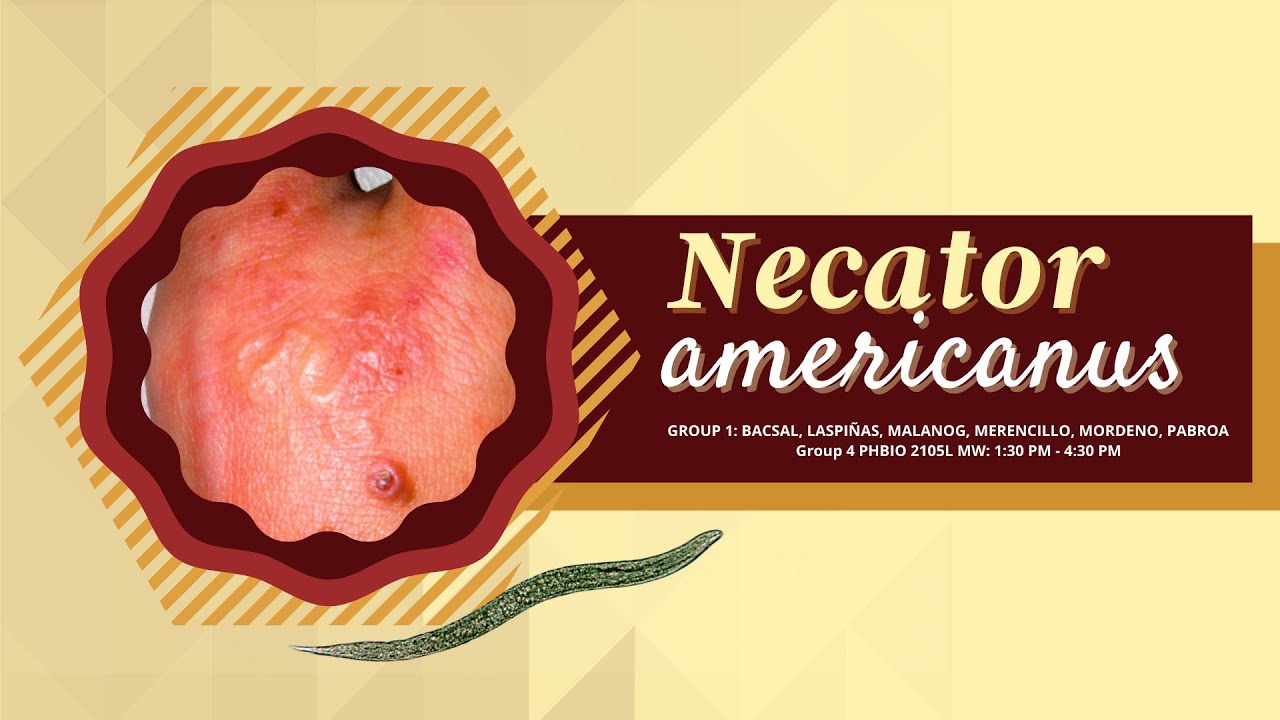 Necator americanus