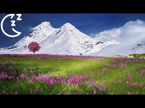 Serene Relaxation Music for Balanced Meditation
