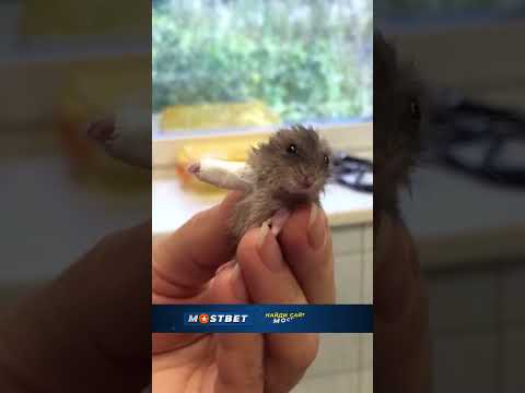 ХУДШИЙ ДЕНЬ В ЖИЗНИ ЖИВОТНЫХ…