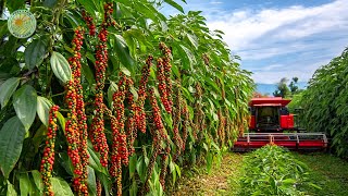 How Vietnamese Farmers Harvest Tons of Black Pepper: Black Pepper Farming
