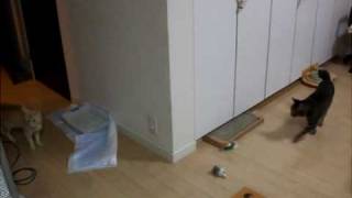 DSCF5586.AVI