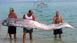 衝撃 謎の深海魚リュウグウノツカイとは 実は食べれる 人魚伝説の元 知ってびっくり雑学 Youtube