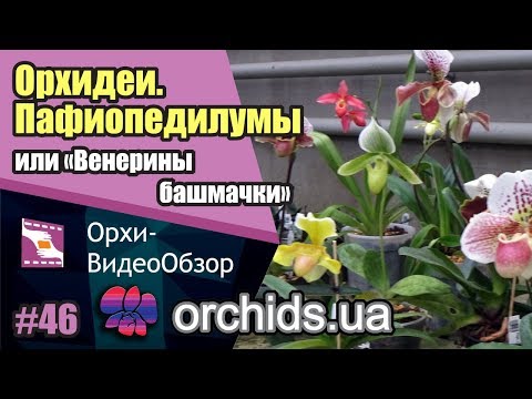 Орхидеи. Пафиопедилумы или "Венерины башмачки".