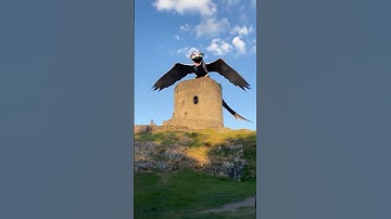 We caught the Blue Eyed White Dragon 👀🐉#art #dragon #animation #3danimation #vlog #travelvlog