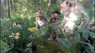 VID202 41231092713 monkeys