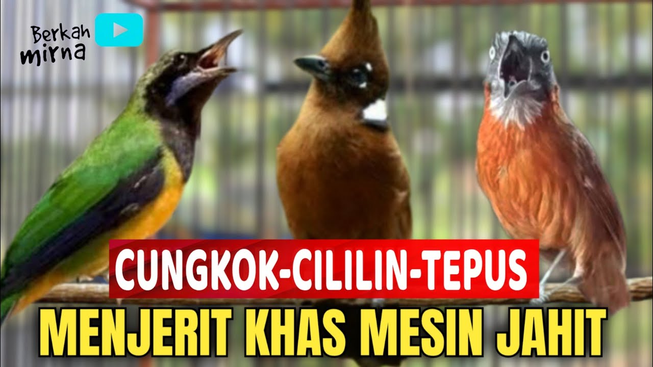 🔴MASTERAN JAWARA!!! CUCAK CUNGKOK - CILILIN - TEPUS KEPALA ABU GACOR masuk di murai batu, cucak ijo