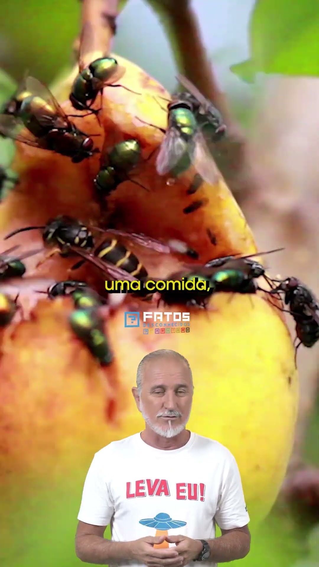 Por que as moscas esfregam as patas?