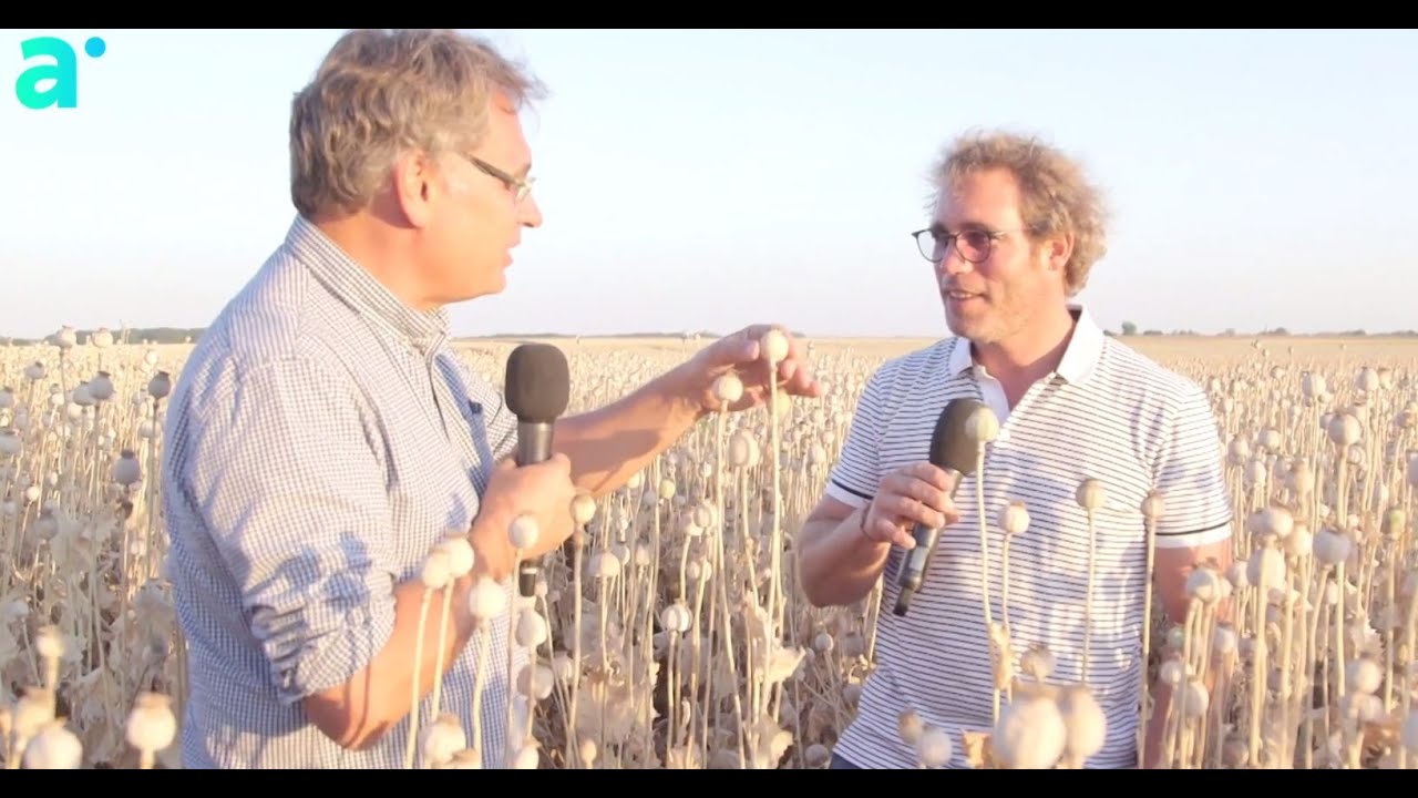 L’œillette, une culture méconnue mais pourtant rentable