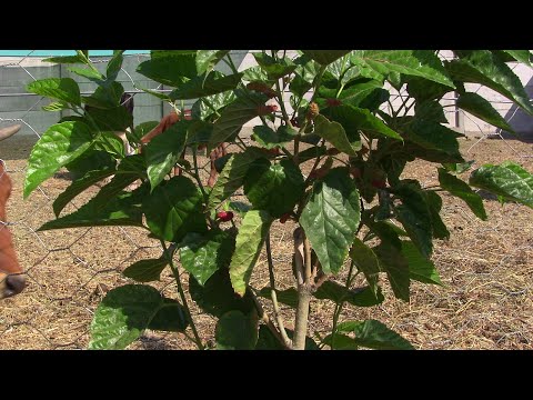 2 წლის ნამყენი თუთის ნერგი