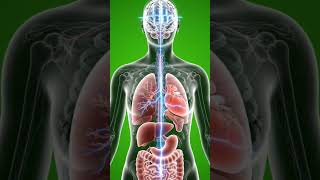 Why your body feels weaker after 60… #Aging #healthscience #humanbody #after60 #bodychanges #shorts