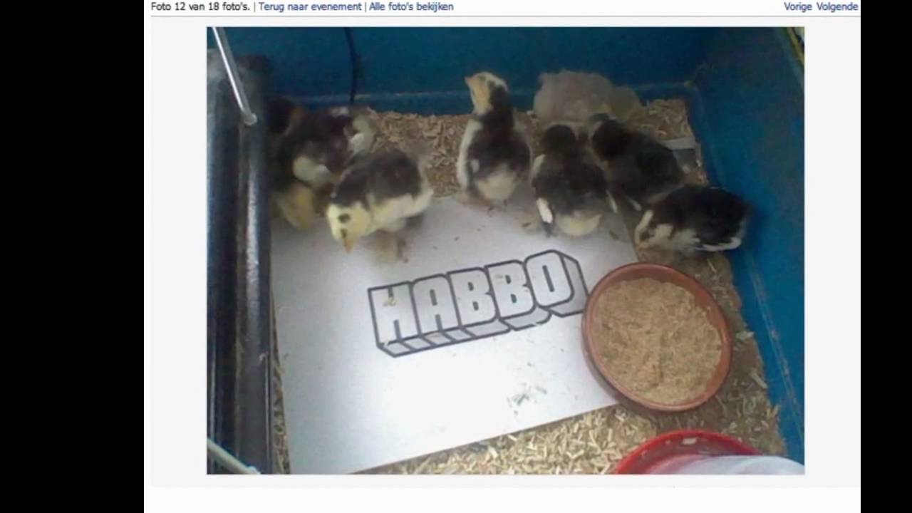 Habbo Report: Tuinier competities