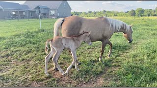 Our surprise foal has been born on the farm!!