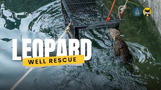 A young leopard rescued form well | RESQ CT, Pune 2026