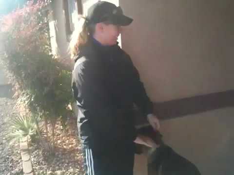 picking-up-dogs-after-vacation