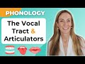 The articulators  vocal tract  phonology