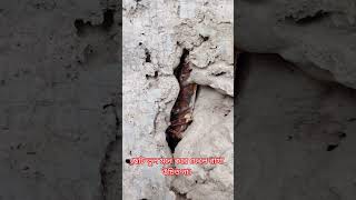 ছোট ভুল মনে করে ফেলে রাখা উচিত না। #buildingconstruction #construction #bridgework #bridgedesign