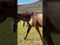 Rusty living his best life #stallion #wildhorses #reels