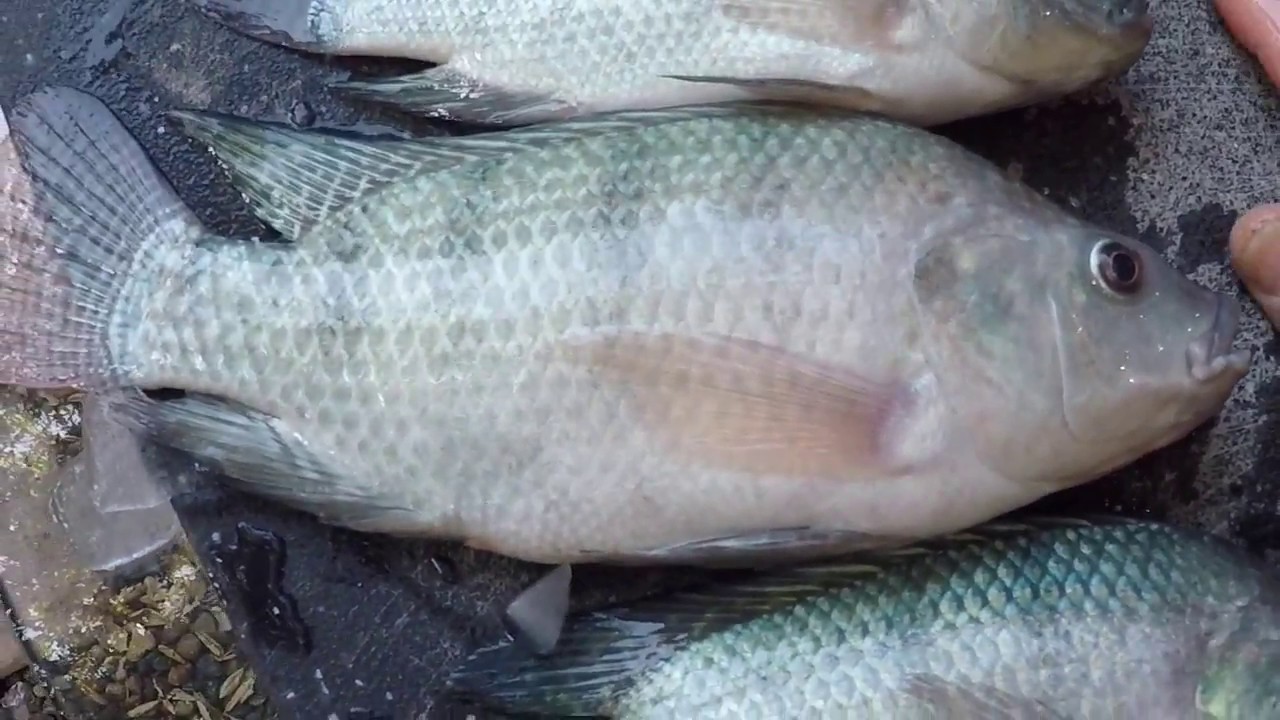 AQUAPONIC Tilapia Harvest / Cleaning / Eating YouTube