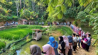 Suasana Jajap Pengantin di Kampung yang Masih Asri‼️🌿 Pemandangannya Indah Bikin Betah Mapay Sawah